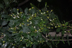 Ceropegia candelabrum var. biflora